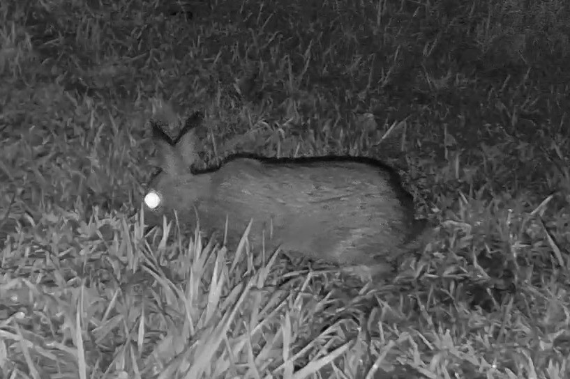 An eastern cottontail rests low among grass blades under infrared illumination before dawn.