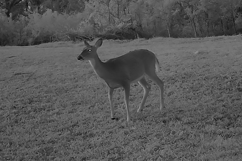 A white-tailed deer pauses in an open field during the early morning dawn.