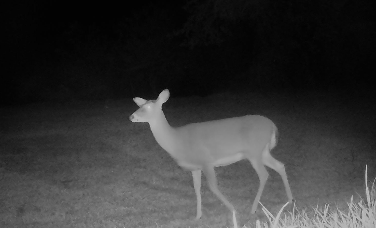 A white-tailed deer walks across an open lawn under infrared night vision.