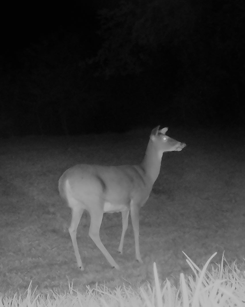 A white-tailed deer stands alert in a grassy field under infrared lighting.