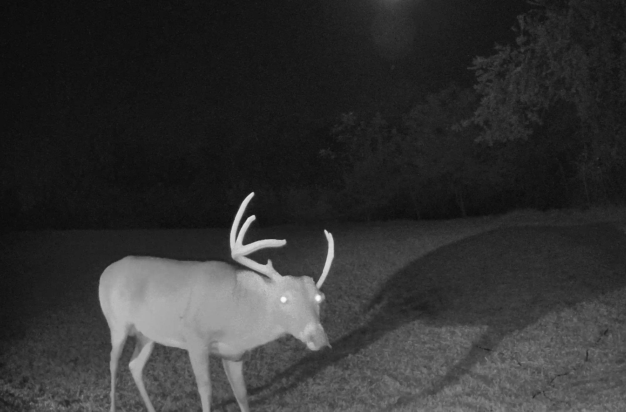 A white-tailed buck walks through an open grassy area at night near a dark treeline.