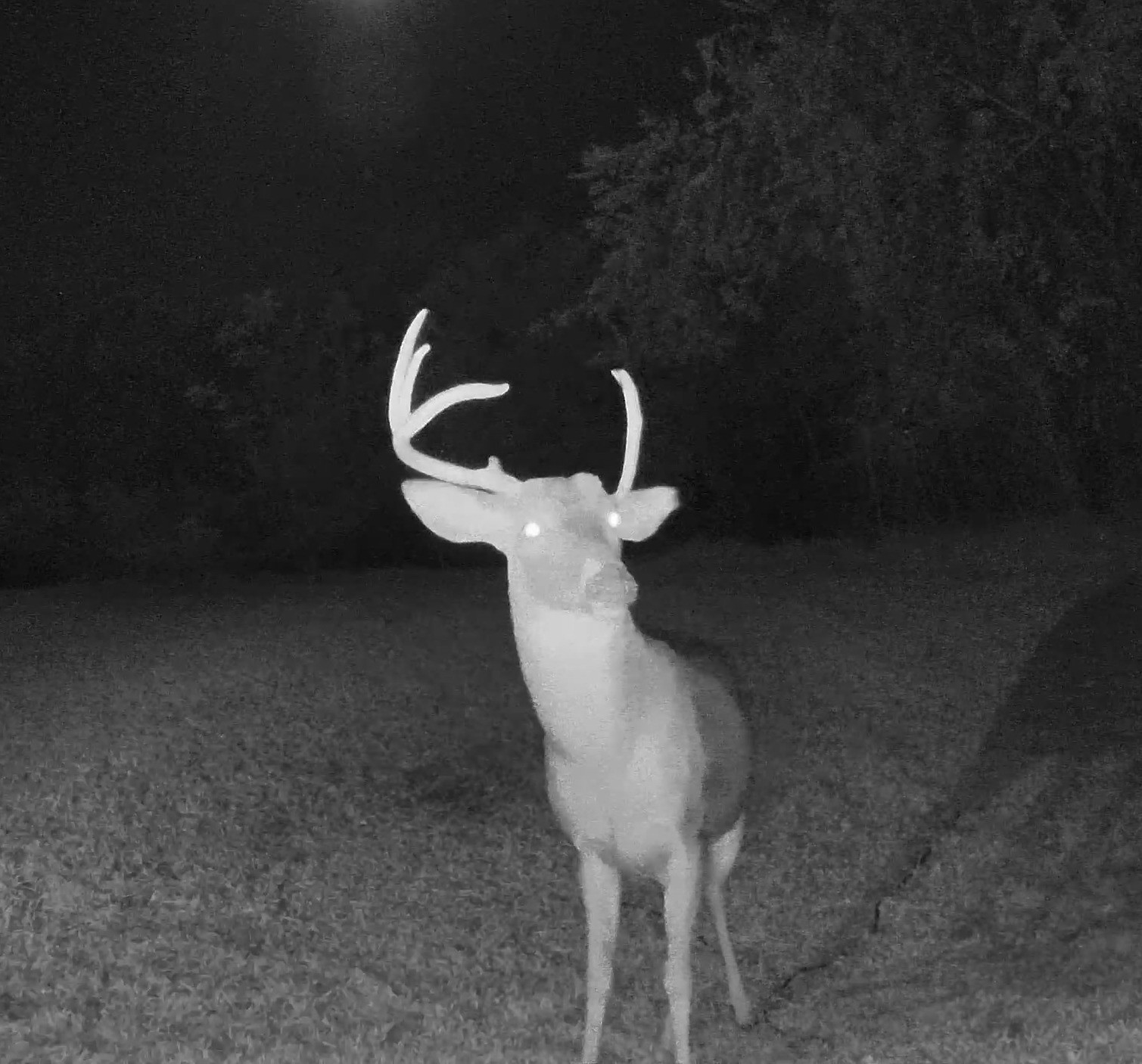 A white-tailed buck stands facing the camera in an open field under infrared night lighting.