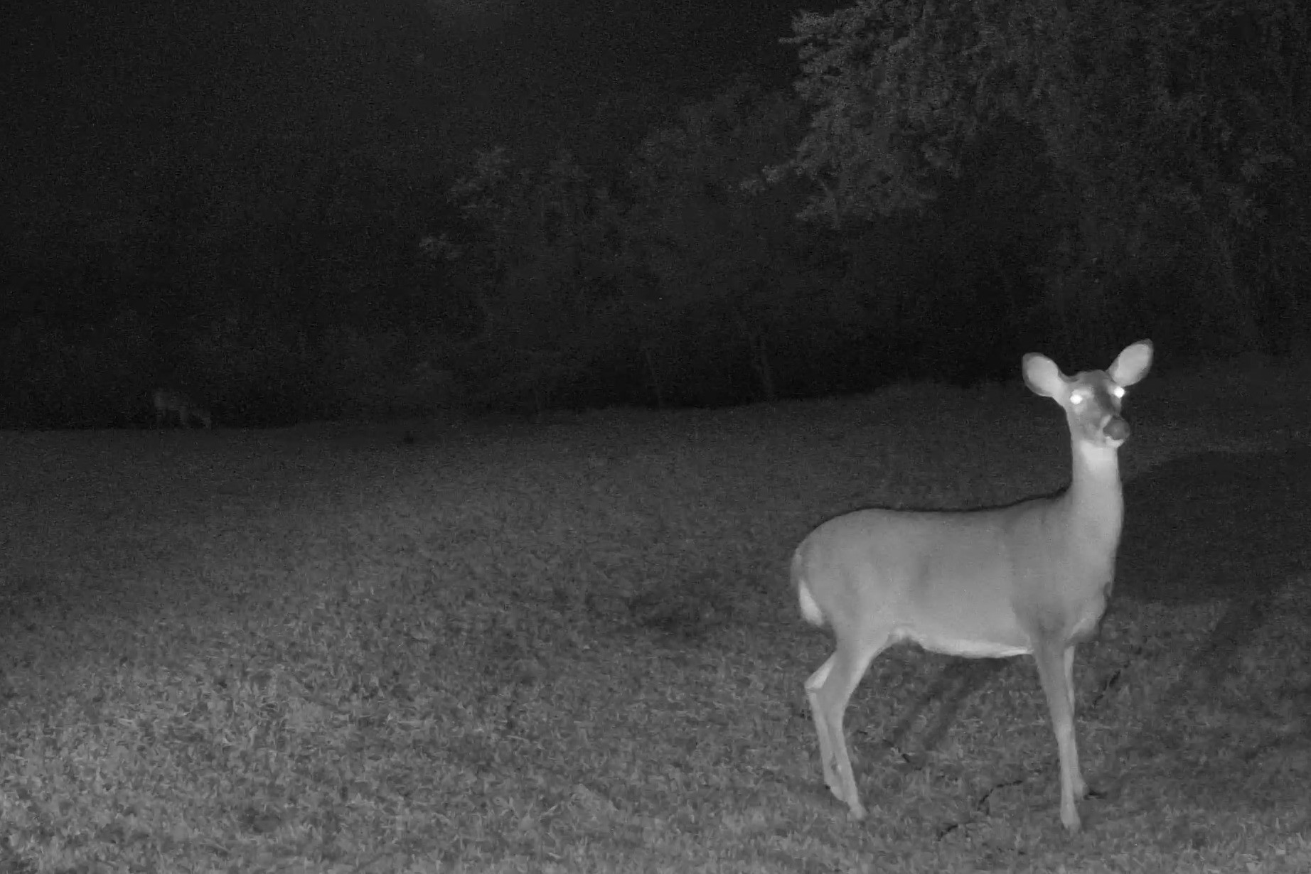 A white-tailed doe stands alert in a grassy field at night with another deer visible in the background.