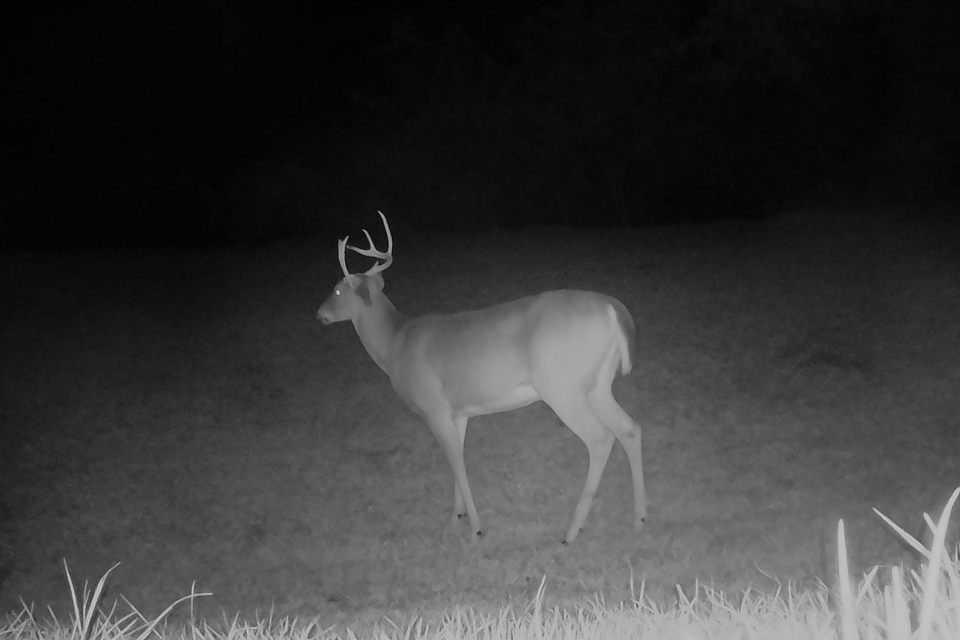 A white-tailed buck stands alert in an open yard under infrared night illumination.