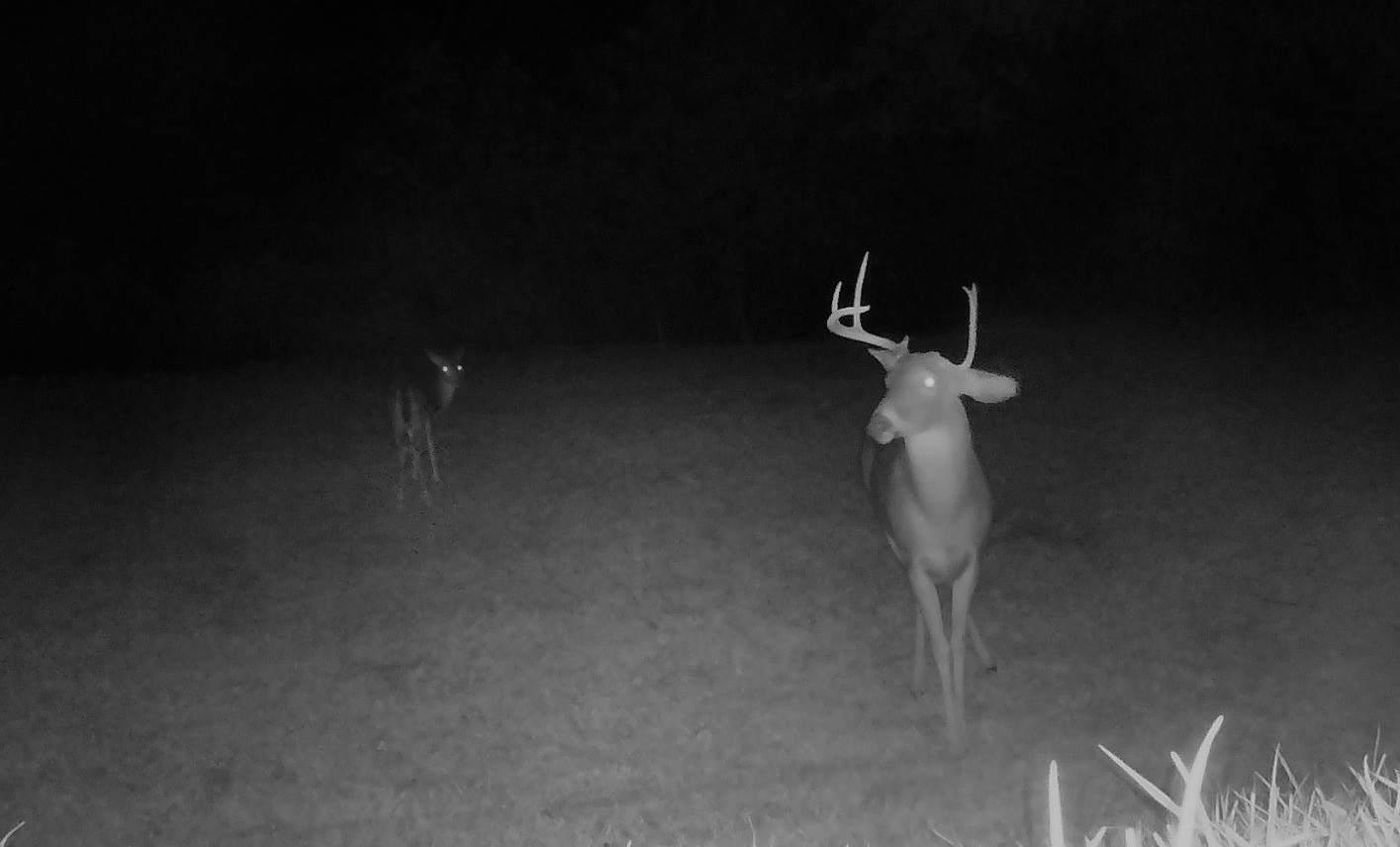 A white-tailed buck pauses in an open field while another deer watches from the darkness.