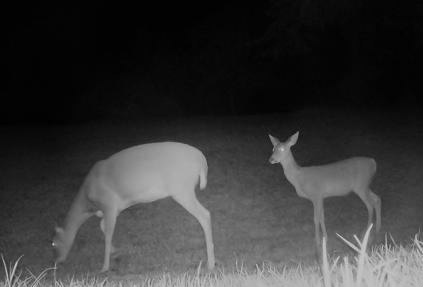 A white-tailed deer grazes alongside an alert fawn in the dark grass.