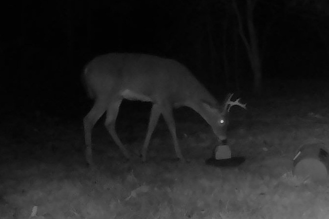 A white-tailed buck feeds at a mineral block at night under infrared light.