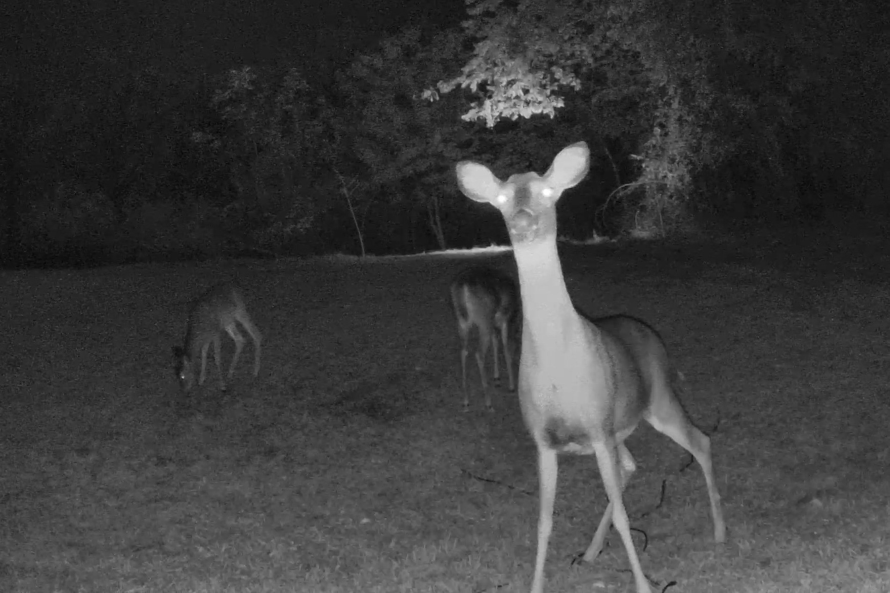 A white-tailed doe stares directly forward while herd mates graze in the background at night.