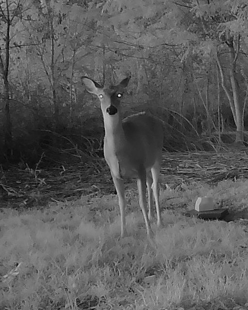 A white-tailed deer stands attentively in a grassy clearing at dawn.