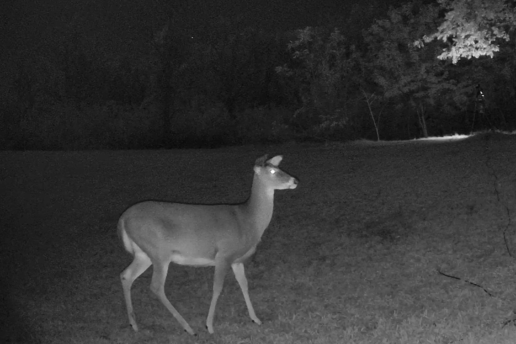 A white-tailed deer stands alert in an open grassy clearing under infrared night illumination.