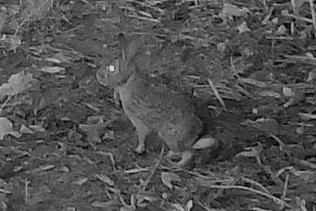 An eastern cottontail rabbit crouches attentively on leaf litter in dim dawn light.