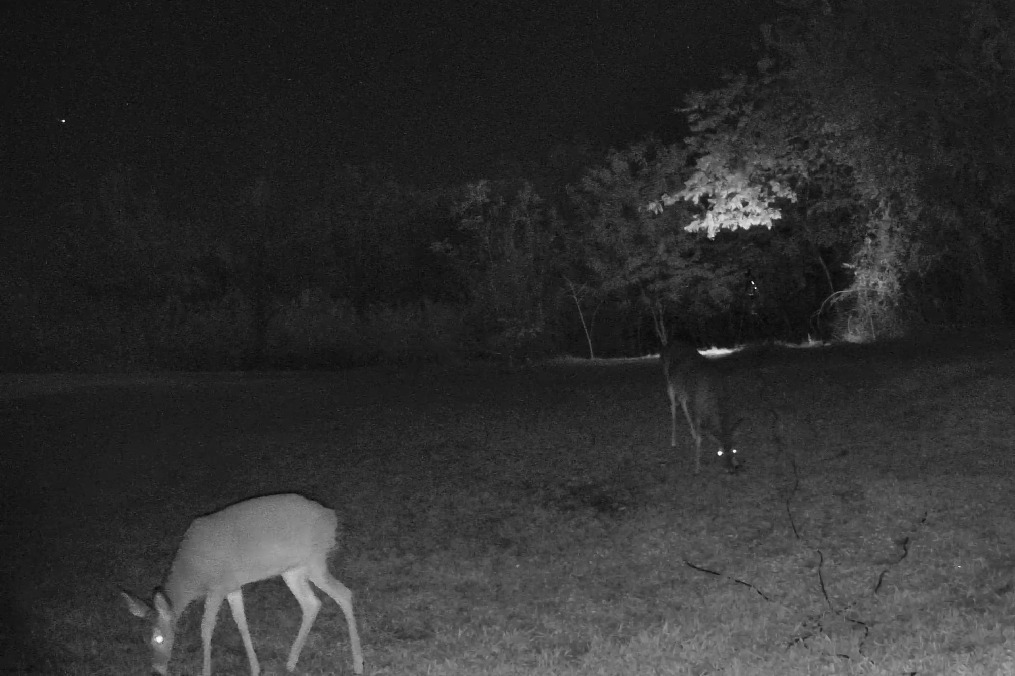 Two white-tailed deer graze together in an open field under infrared night lighting.