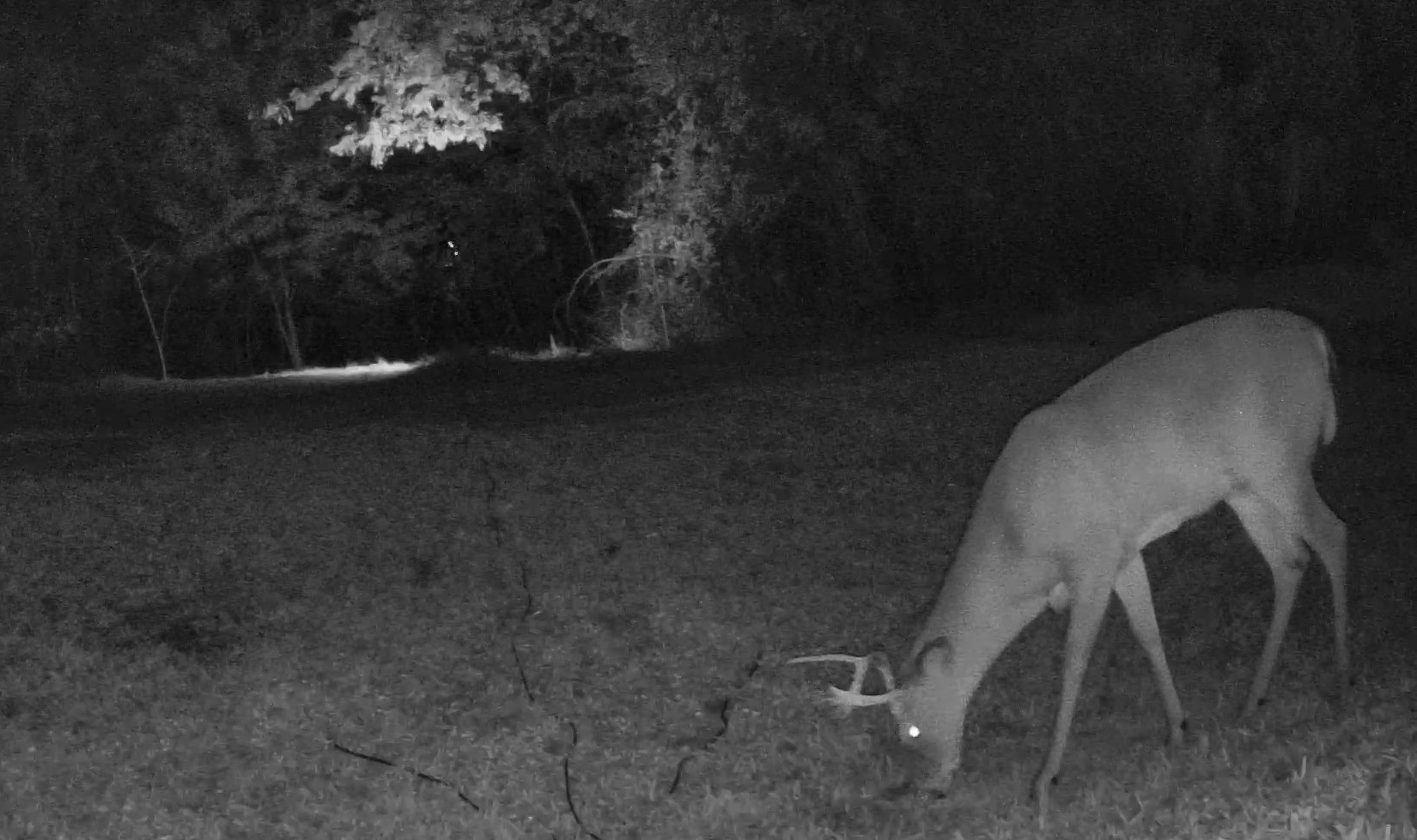 A white-tailed buck grazes in a dark grassy field captured by night vision.
