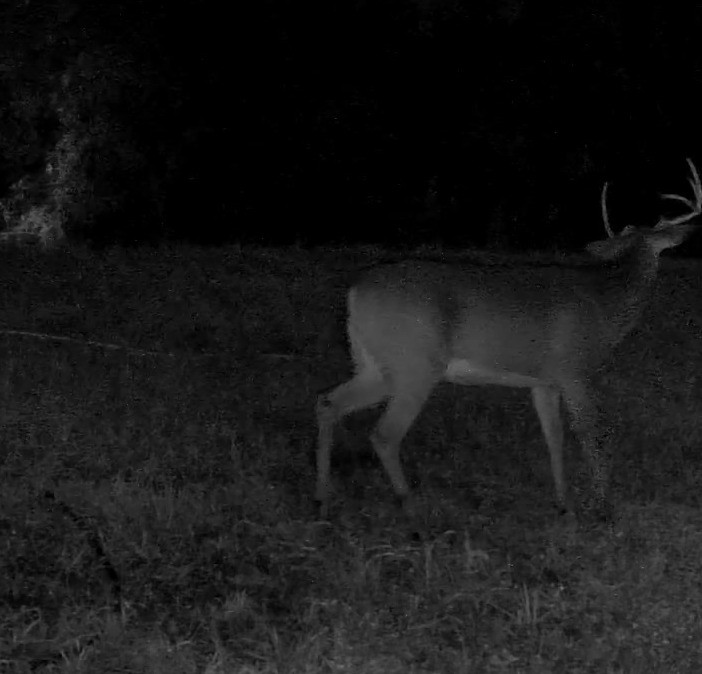 A white-tailed buck walks across an open field in infrared night vision.