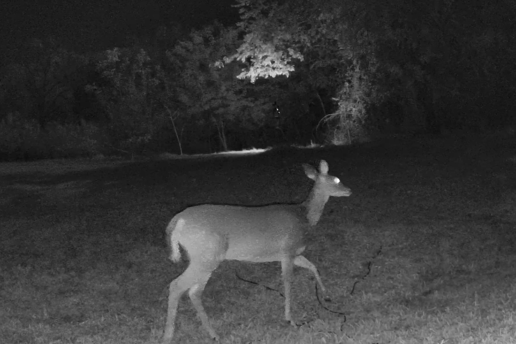 A white-tailed deer steps quietly across a dark clearing under infrared illumination.